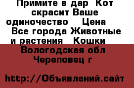 Примите в дар. Кот скрасит Ваше одиночество. › Цена ­ 0 - Все города Животные и растения » Кошки   . Вологодская обл.,Череповец г.